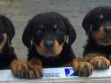 Ægte Rottweilerhvalpe sælges