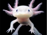Axolotl 