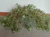 Stueplante sukkulent