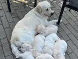 Golden Retriever hvalpe - 3
