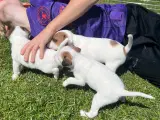 Jack Russell Terrier hvalpe - 2