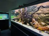 Akvarier til salg - 2