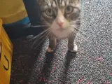 huskat