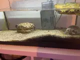 Sumpskildpadde med akvarie, pumpe, lys indhold 
