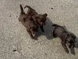 2 Generations Maltipoo - 3