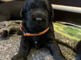 Goldendoodle Lab Mix, doodle, labradoodle hvalpe