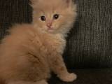 Maine coon killinger uden tavle - 2