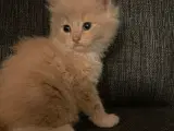 Maine coon killinger uden tavle - 2