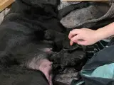 Sorte Labradorhvalpe - 4