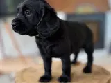 Ceckerspaniel og Labrador (Amerikansk cockerdor) - 4