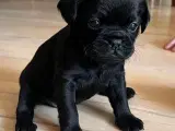 Hundehvalp, Petit Griffon - 3