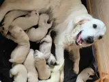 Skønne Golden retriever hvalpe nu 4,5 uger