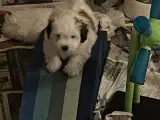 Bichon Havanais hvalpe - 3