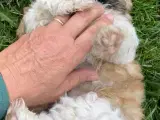 Allergivenlig Shih Tzu hvalpe - 5