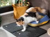 Måtte til kattebakke Clikatt InnovaGoods
