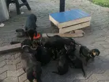 Gravhunde hvalpe  - 3