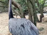 Greather rhea  nandu  - 3