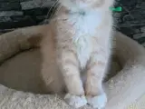 Maine coon killinger 