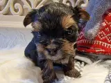 Meget små Yorkshire Terrier hvalpe. ❤️ - 5