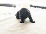 Cocker Spaniel hvalpe - 4