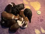 Bichon Havanais hvalpe, rejseklar d 25 april - 2
