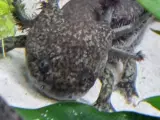 Axolotl