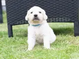 Utrolig dejlige Golden retriever søger hjem  - 3