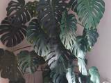 Kæmpe Fingerfilodendron. Ca 200cm høj i god vækst.