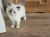 De Skønneste Ragdoll Killinger Søger Kærlige Hjem - 4