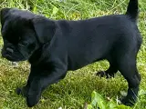 Hundehvalp, Petit Griffon - 3