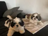 Ægte Shih-Tzu hvalpe - 5