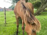 Islænderen der kan trave - 4