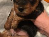 Yorkshire Terrier hvalpe