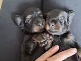 Lækre langhåret dværg gravhunde  - 4