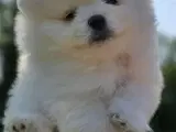 Sød hvid  Pomeranian hvalp søger kærlig hjem :) - 2