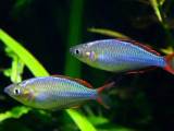 Australske neon regnbuer