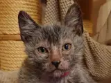 Lykoi Killinger ( Werewolf cat ) - 5