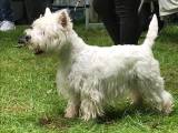 West Highland White Terrier Avls han - 2