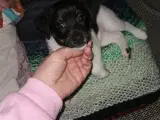 Dansk svensk gårdhund  - 5