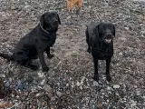 Labradorhvalpe med stamtavle og jagtlinjer - 4