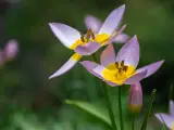 Botaniske Tulipaner Mix - Tulipanløg - 5