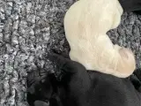 Labrador hvalpe med stamtavle  - 2