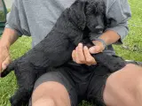 Labradoodle Hvalpe - 3