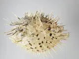 ⭐️· Dekoration af tørret pindsvinefisk / Kuglefisk - 2