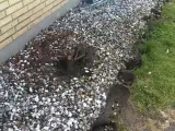 Natusten