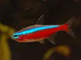 NEON ( RED ) FISK 