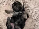 Shiton-Maltipoo Tæve. Kan overtages fra uge 10