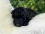 Maltipoo pige - 2