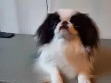 Japanese chin  - 2