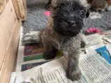Cairn terrier hvalpe, ægte uden stambog - 5